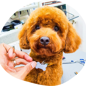 How Safety Is Ensured For All Dog Grooming Services